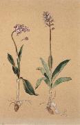 Hans Weiditz Orchis Militaris oil